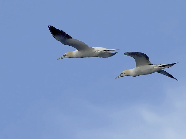 Suula, Northern Gannet, Morus bassanus